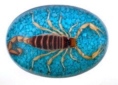 Vintage Real Scorpion Belt Buckle Mexico Preserved Specimen Acrylic Insect Men