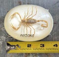 Real Scorpion In Clear Resin Arizona Belt Buckle