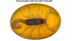 Vintage Real Scorpion Belt Buckle Mexico Encased Western Cowboy Rare Western Men