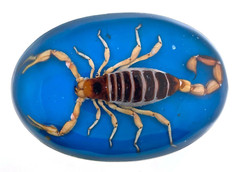 Vintage Men Real Scorpion Western Cowboy Blue Rodeo Belt Buckle Hecho en Mexico