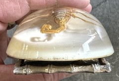 Real Scorpion In Clear Resin Arizona Belt Buckle