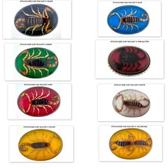 Vintage Real Scorpion Belt Buckle Preserved Inlay Zodiac Sign Men Women Lucky