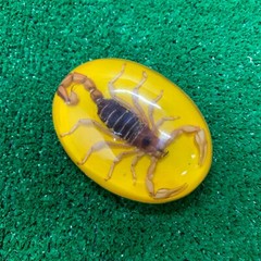 Vintage Mexico Alpaca Silver Belt Buckle w/ Genuine Scorpion Hebilla de Alacrán
