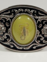 Real Scorpion Belt Buckle Insects in Resin Taxidermy – Minor Defects – 3 Pack