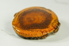 Cross-Cut burl wood mens belt buckle western