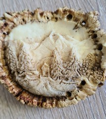 Hand Carved Elk Antler, Mountains, Trees, Cottage Belt Buckle