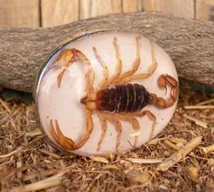 Real Scorpion Belt Buckle Men Women Western Cowboy Vintage Metal Hecho en Mexico