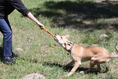 Sodapup Pop Can Opener Tug Toy Durable tug of War Training Reward – Dogs Puppy