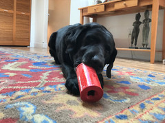 Sodapup Retro Soda Can Durable Rubber Chew Toy and Treat Dispenser – Dog Puppy