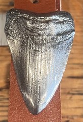 Megalodon tooth belt buckle