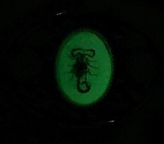 Real Scorpion Belt Buckle Insects in Resin Taxidermy – Minor Defects – 3 Pack