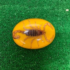 Vintage Mexico Alpaca Silver Belt Buckle w/ Genuine Scorpion Hebilla de Alacrán
