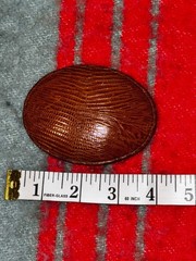 Genuine Lizard Skin Exotic Leather Buckle by Xolcaco Made in USA