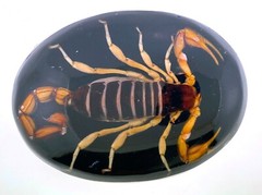 Vintage Real Scorpion Belt Buckle Mexico Preserved Specimen Acrylic Insect Men