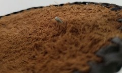 Handmade Handtooled Leather Belt Buckle – Game Bird Pheasant Hunting Bird Dog