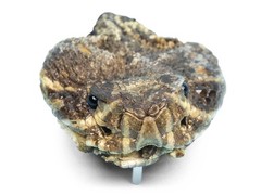 Real Rattlesnake Belt Buckle: Full Head (598-BB415-AS)