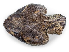 Real Rattlesnake Belt Buckle: Full Head (598-BB415-AS)