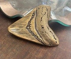 Large Sharks Tooth Belt Buckle Fossil Style Fits 1.5 Inch Western Strap