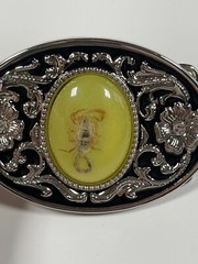 Real Scorpion Belt Buckle Insects in Resin Taxidermy – Minor Defects – 3 Pack