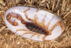 Real Scorpion Belt Buckle Men Women Western Cowboy Vintage Metal Hecho en Mexico