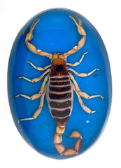 Vintage Men Real Scorpion Western Cowboy Blue Rodeo Belt Buckle Hecho en Mexico