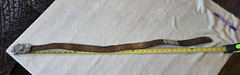 1976 HALF DOLLAR COIN AND NICKELS BELT BUCKLE HEAVY With Leather Belt