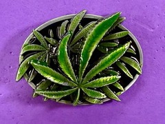 Marijuana Cannabis Pot Leaf Weed Enameled 3D Dimensional Layered Belt Buckle