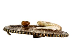 Real Rattlesnake Belt Buckle: Half Head and Rattle (598-BB405)