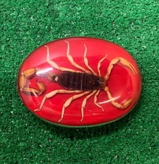 Vintage Mexico Alpaca Silver Belt Buckle w/ Genuine Scorpion Hebilla de Alacrán