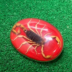 Vintage Mexico Alpaca Silver Belt Buckle w/ Genuine Scorpion Hebilla de Alacrán
