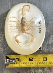 Real Scorpion In Clear Resin Arizona Belt Buckle
