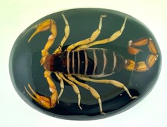 Vintage Real Scorpion Belt Buckle Mexico Preserved Specimen Acrylic Insect Men