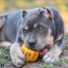Industrial Dog Gear Durable Chew Toy And Treat Dispenser – Dogs & Puppy