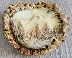 Hand Carved Elk Antler, Mountains, Trees, Cottage Belt Buckle