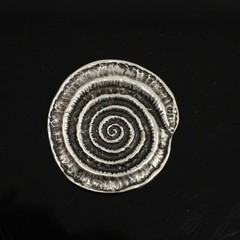 Round Spiral Fossil Belt Buckle in Antique Silver, Snail Design, Metal