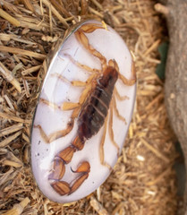 Real Scorpion Belt Buckle Men Women Western Cowboy Vintage Metal Hecho en Mexico