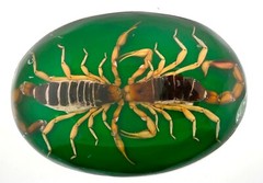 Men Vintage Real Scorpion Belt Buckle Mexico Preserved Specimen Acrylic Insect
