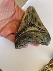Large Sharks Tooth Belt Buckle Fossil Style Fits 1.5 Inch Western Strap