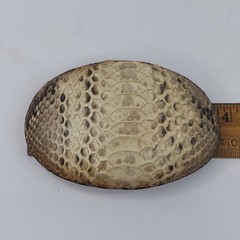 Los Altos Boot Snakeskin Belt Buckle 3.75&Prime; X 2.5&Prime; Oval Rattlesnake Skin Western