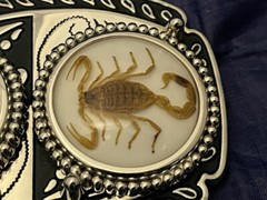 Silver tone Scorpion Belt Buckle and Bolo Set
