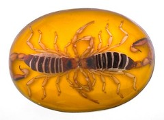 Vintage Real Scorpion Belt Buckle Mexico Preserved Specimen Acrylic Insect Men