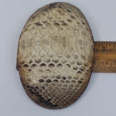 Los Altos Boot Snakeskin Belt Buckle 3.75&Prime; X 2.5&Prime; Oval Rattlesnake Skin Western