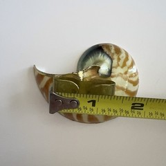 Vintage Nautilus Shell Belt Buckle Brown Gold Tone Coastal Beach