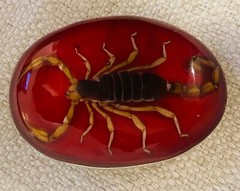 Real Scorpion Belt Buckle Western Cowboy Hecho en MADE Mexico RED Metal NEW MEN