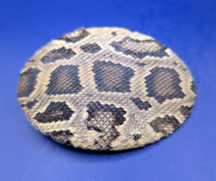 Real Burmese Python Snakeskin Belt Buckle Rolled Edge made in USA