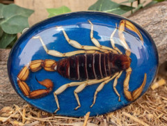MEN Women Real Scorpion Belt Buckle Western Cowboy Hecho en Mexico Vintage Metal