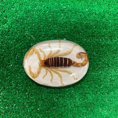 Vintage Mexico Alpaca Silver Belt Buckle w/ Genuine Scorpion Hebilla de Alacrán
