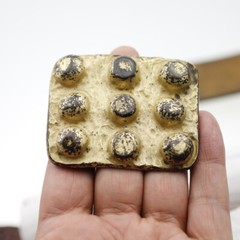 Studded Octopus Suction Cup Bubbles Belt Buckle Gold Interchangeable Buckle GS5114