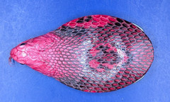 Real Cobra Head Snakeskin Belt Buckle Rolled Edge made in USA #707