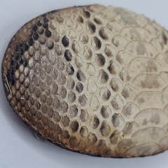 Los Altos Boot Snakeskin Belt Buckle 3.75&Prime; X 2.5&Prime; Oval Rattlesnake Skin Western